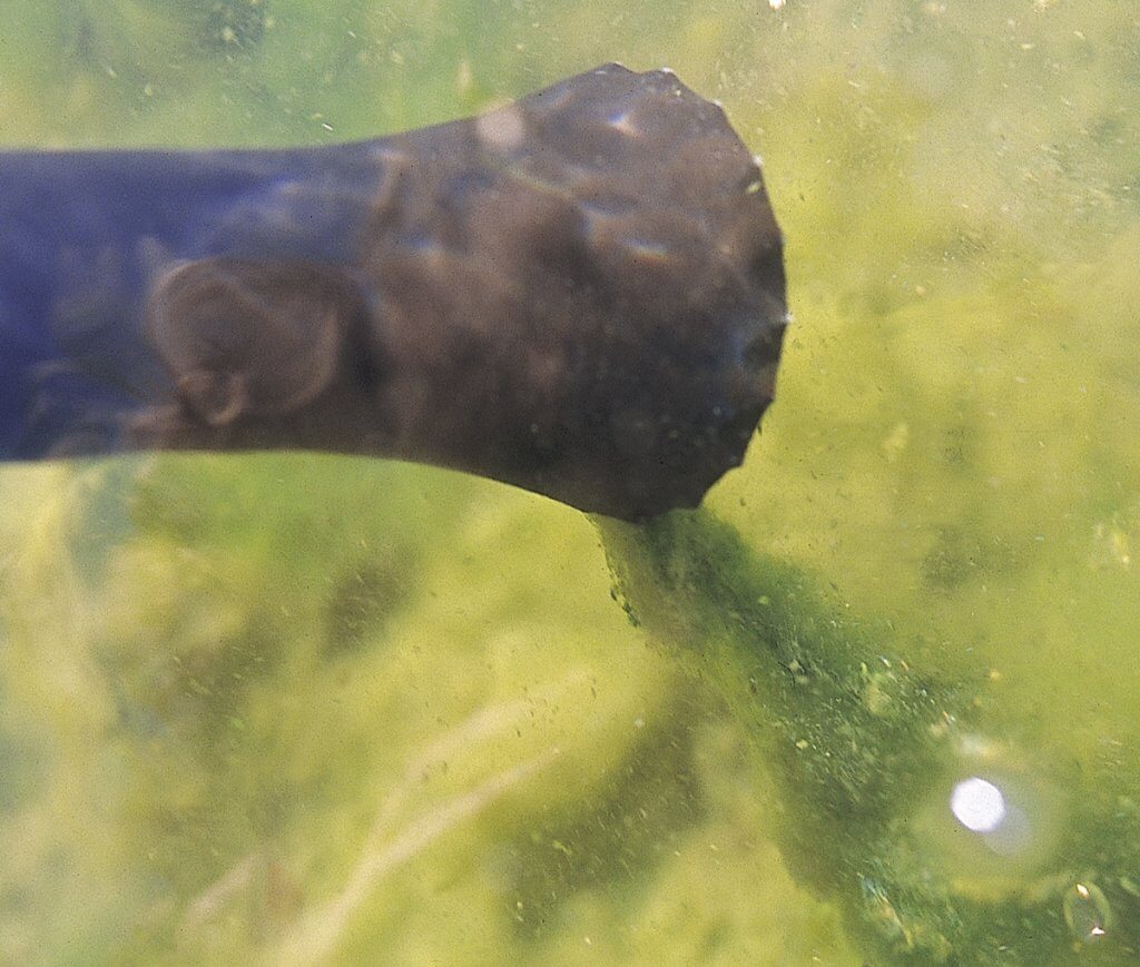 Entfernen von Algen auf der Teichfolie